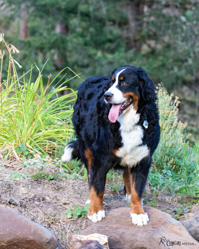 Oakley, Bernese Mountain Dog standing on rock