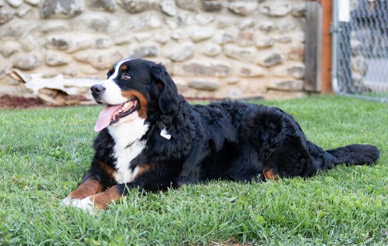 Oakley laying on lawn