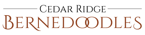 Cedar Ridge Bernedoodles web logo
